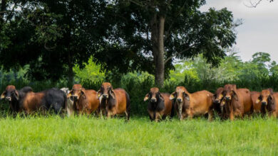 Photo of Córdoba sigue liderando en ganadería sostenible en el país; 10 predios lograron SAC