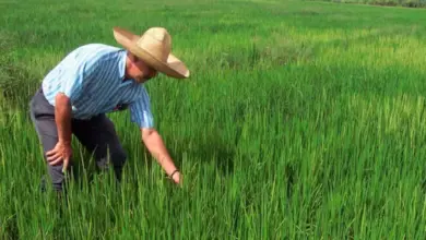 Photo of Córdoba deberá repensar su producción agrícola