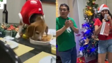 Photo of Perrito se comió la ceña navideña de su familia mientras repartían los regalos