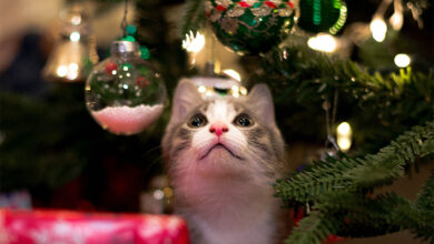Photo of Conozca qué debe hacer con sus gatos si se va de vacaciones en Navidad