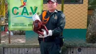 Photo of Ciudadano sorprende y rescata mono aullador en Córdoba