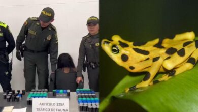 Photo of Fue capturada por llevar 130 ranas venenosas en frascos