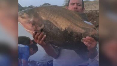 Photo of Pescan enorme cachama en Buenavista