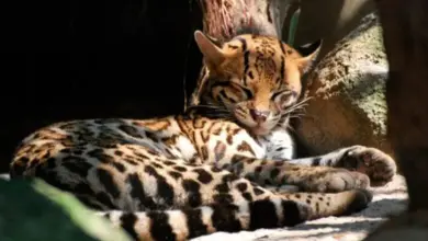 Photo of CVS entrega balance sobre el estado del ocelote rescatado en San Bernardo del Viento
