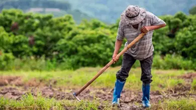 Photo of Piden a productores reportar afectaciones en las Alcaldías para gestionar ayudas