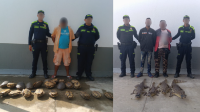 Photo of Capturados con 22 hicoteas avaluadas en más de $85 millones