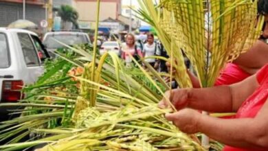 Photo of En Antioquia multarán a aquél que use palma de cera