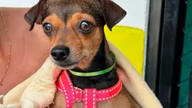 Photo of Este fin de semana jornada de esterilización de perros y gatos en Villa Melisa