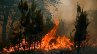 Photo of En Sucre hay cuatro municipios en alerta roja por incendios, según el IDEAM