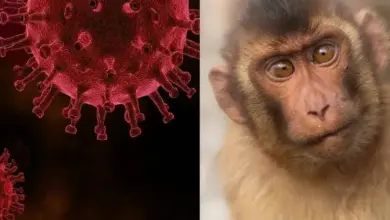 Photo of Se registra el primer caso de una persona contagiada con el virus del mono B
