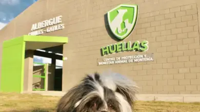 Photo of Universidad de Córdoba será el nuevo operador de “Huellas”