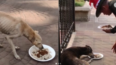 Photo of Peluditos recibieron comida en Navidad de parte de la Policía