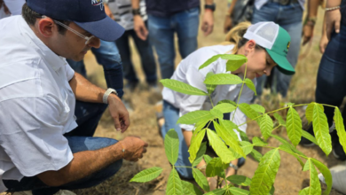 Photo of “Más de 418,000 árboles sembrados para la reforestación y protección de ecosistemas”
