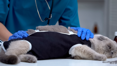 Photo of Montería superó la meta de lo 5.000 animales esterilizados durante el 2024