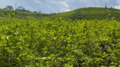 Photo of Detectan 6.000 hectáreas de cultivos de coca en el Nudo de Paramillo