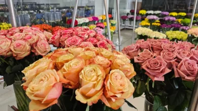 Photo of ¿Por qué las flores colombianas conquistan EE. UU. en San Valentín?