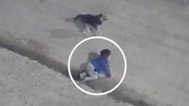 Photo of Hallan a bebé gateando en una vía en Ecuador: su madre fue ultimada a tiros