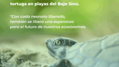 Photo of Más de 25 mil neonatos de tortuga liberados en playas del Bajo Sinú