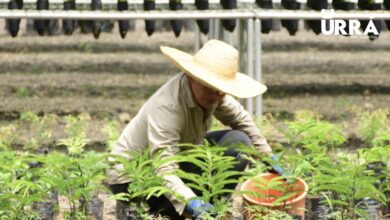Photo of URRÁ sigue apoyando en la mejora del medio ambiente en el departamento de Córdoba