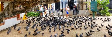 Photo of Joven enviado a prisión por decapitar palomas con su boca