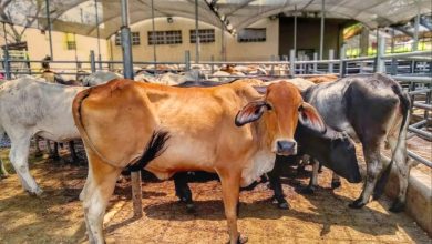 Photo of Córdoba concentra el 10 % del inventario ovino nacional, pero enfrenta desafíos
