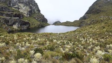 Photo of MinAmbiente abre proceso de observaciones sobre la delimitación del páramo de Santurbán