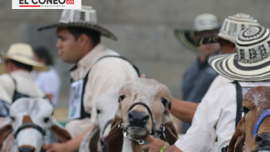 Photo of Montería será sede de la 79.ª Feria Nacional Cebú con más de 2.200 ejemplares bovinos
