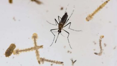 Photo of Córdoba reduce en un 73 % los casos de dengue y no reporta fallecidos en 2026