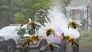 Photo of ¡Peligro en Samaria! Enjambre de abejas atacó a un hombre en Montería
